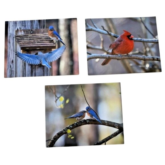 Set 3 Bird Prints by Jeff Partridge Bluebird & Cardinal Nature Photography 8x10 - Picture 1 of 4